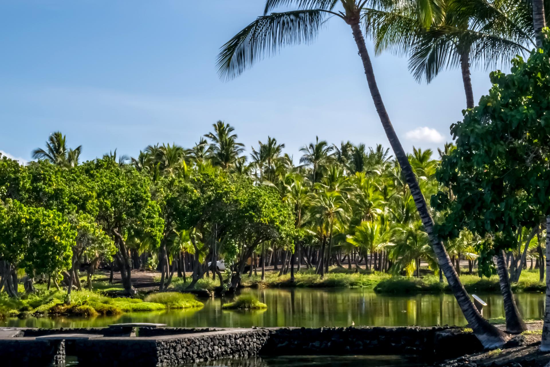 Stroll open green spaces surrounded by tropical trees, perfect for morning walks or relaxing island views
