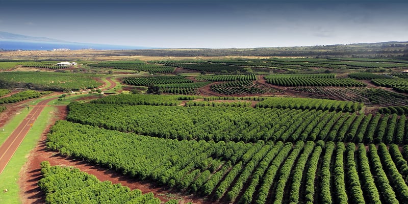 Endless rows of vibrant green fields stretch across the rich landscape, framed by distant ocean and sky