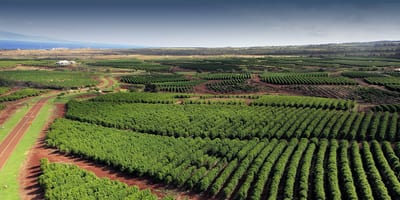Endless rows of vibrant green fields stretch across the rich landscape, framed by distant ocean and sky