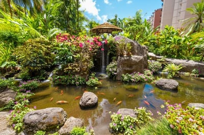 Stroll through Kaanapali Shores lush koi pond and waterfall gardens, offering a peaceful tropical retreat in the heart of Maui.