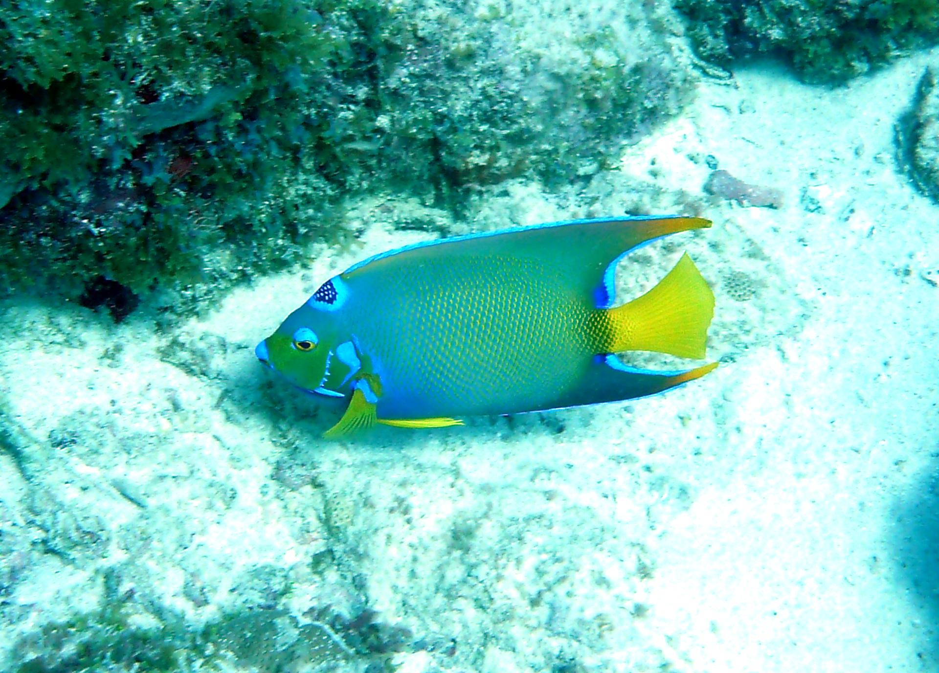 Spot a Queen Angelfish while snorkeling at Kaa'napali beach!