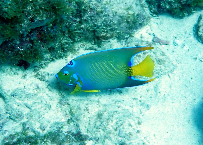 Spot a Queen Angelfish while snorkeling at Kaa'napali beach!