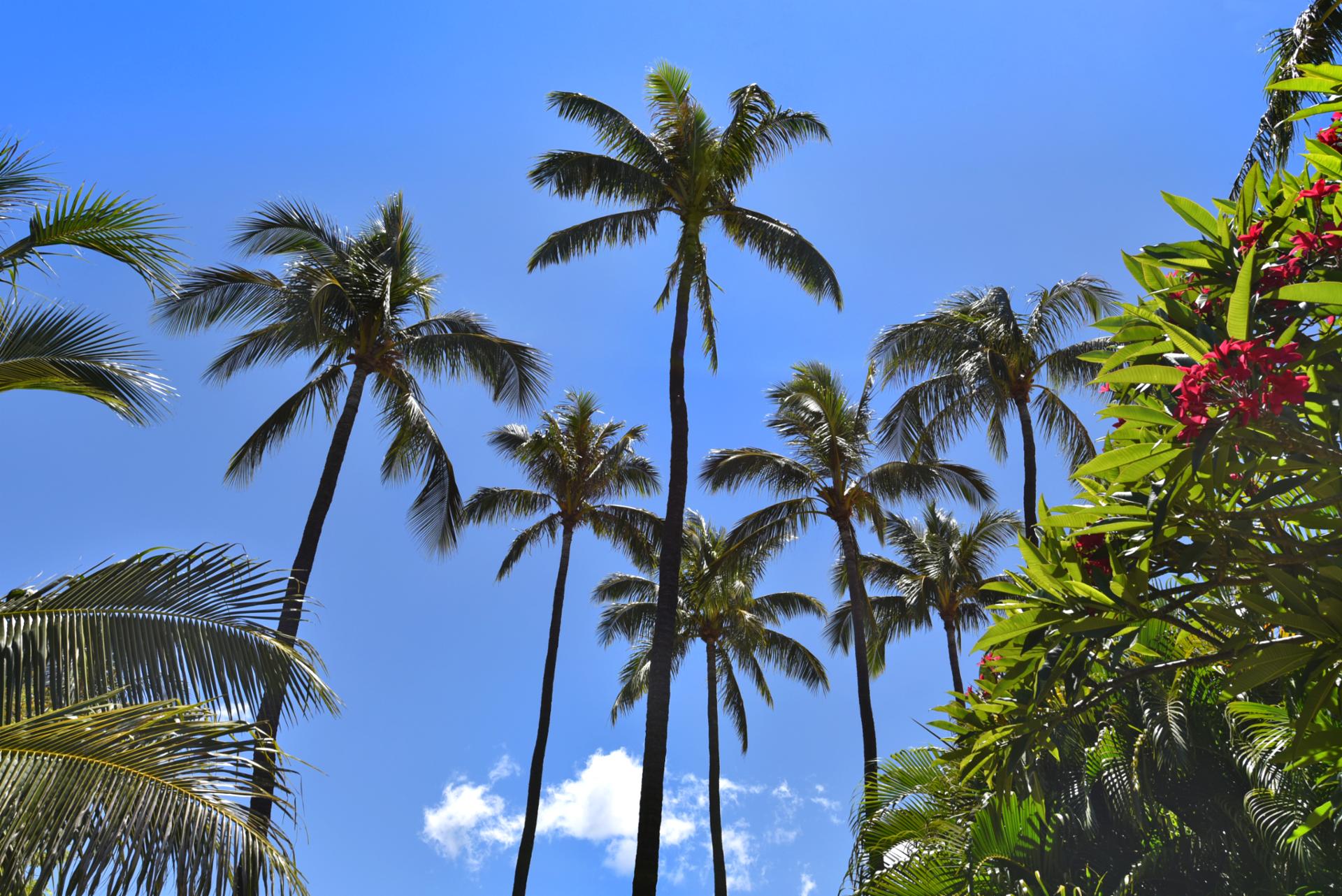 Towering palms sway beneath clear blue skies, framing the resort’s lush tropical paradise & island serenity