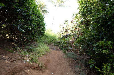 Secluded tropical paths guide guests to Maui’s pristine shoreline, framed by lush island greenery