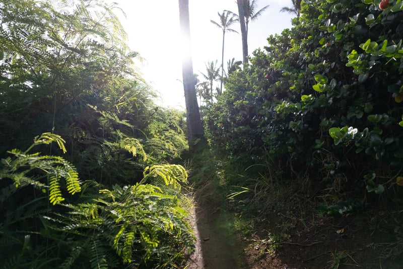 Secluded sandy trails wind through lush greenery, guiding guests to Maui’s hidden shoreline gems