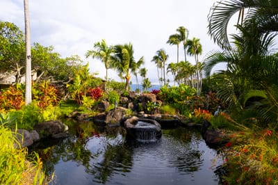 Relax beside peaceful koi ponds, waterfalls & tropical gardens with ocean views at Napili Shores
