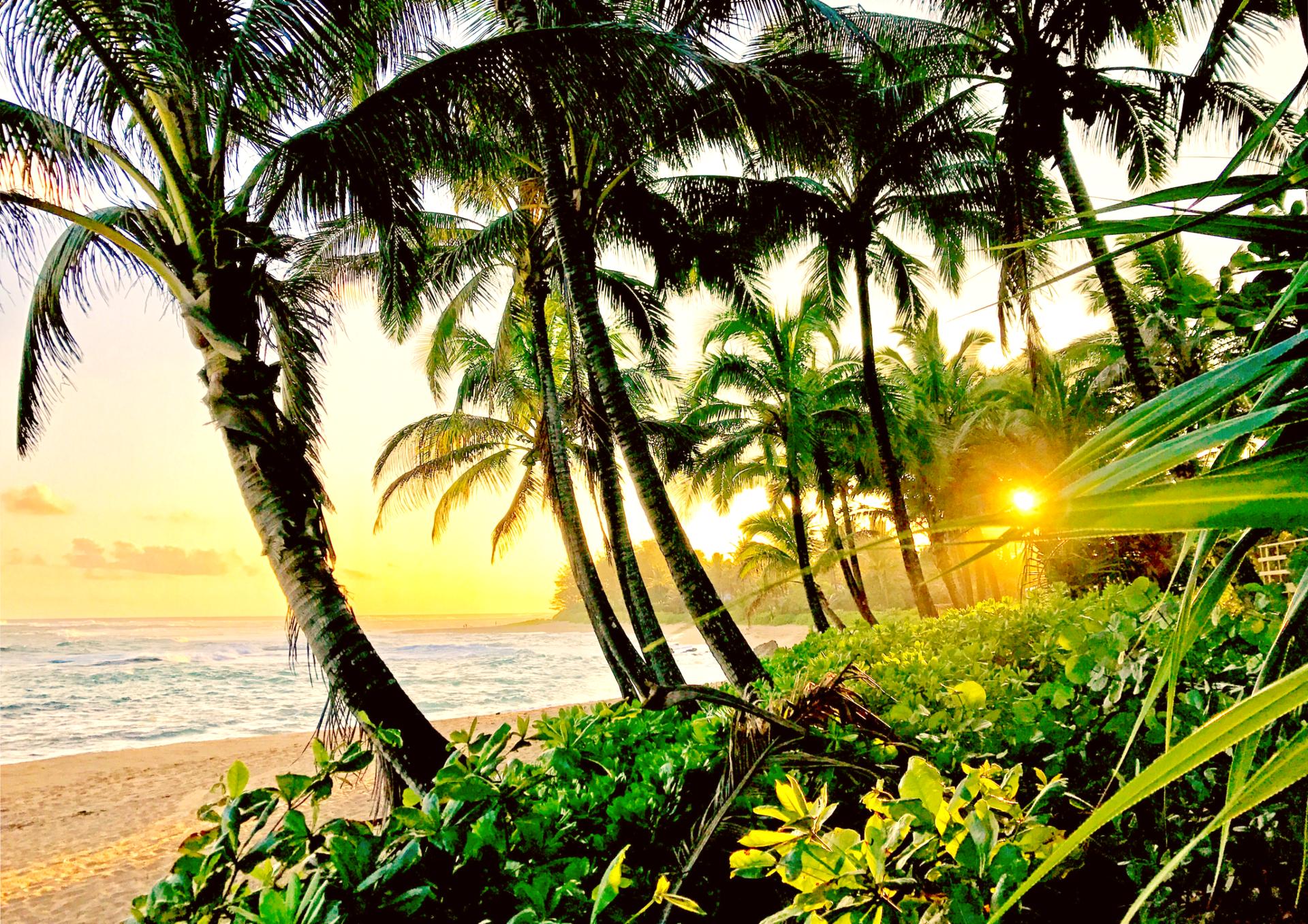 Gorgeous nearby beach with swaying palms and white sands - perfect bliss!