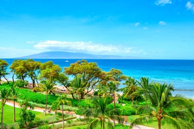 Tropical paradise, crystal blue waters, peaceful paths, and palm dreams.