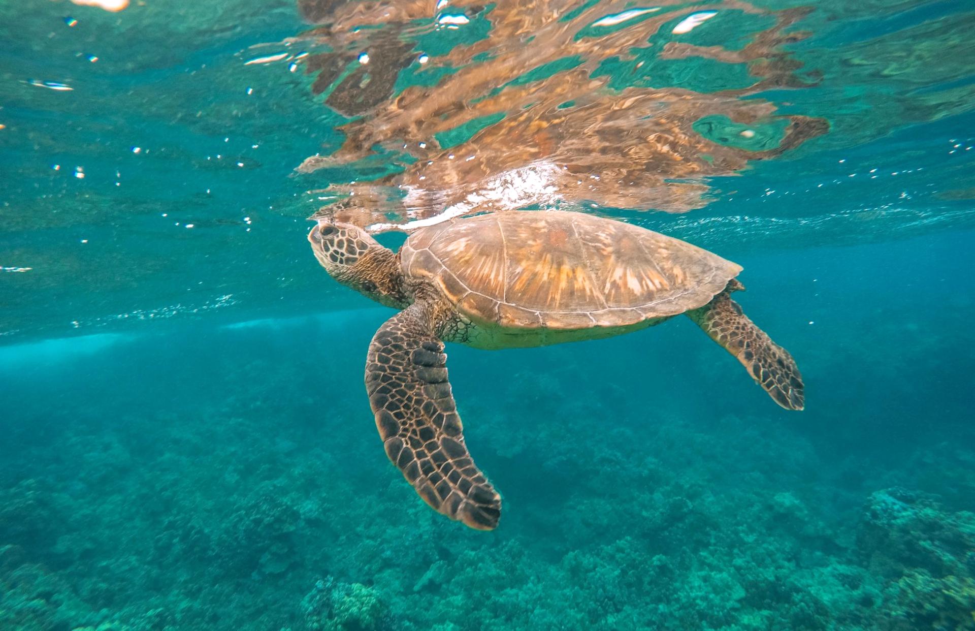 Sea turtles glide through clear Maui waters nearby, a reminder that your oceanfront stay places you in their natural habitat.