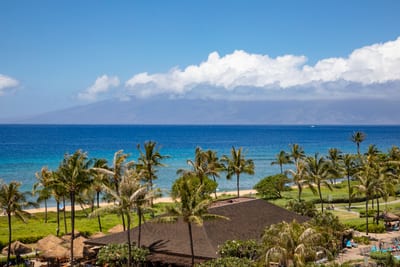 Tropical bliss beneath palm trees, ocean breeze, paradise vibes forever.
