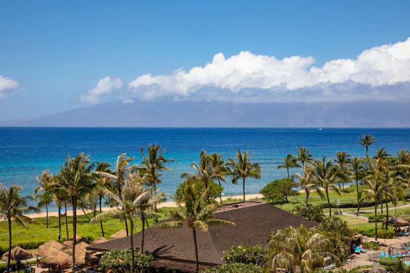 Tropical bliss beneath palm trees, ocean breeze, paradise vibes forever.