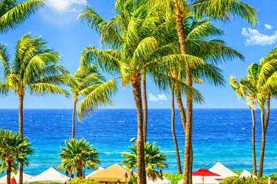 Frame your day with palm trees and a ocean views from Honua Kai Konea 213, a postcard scene in every direction.