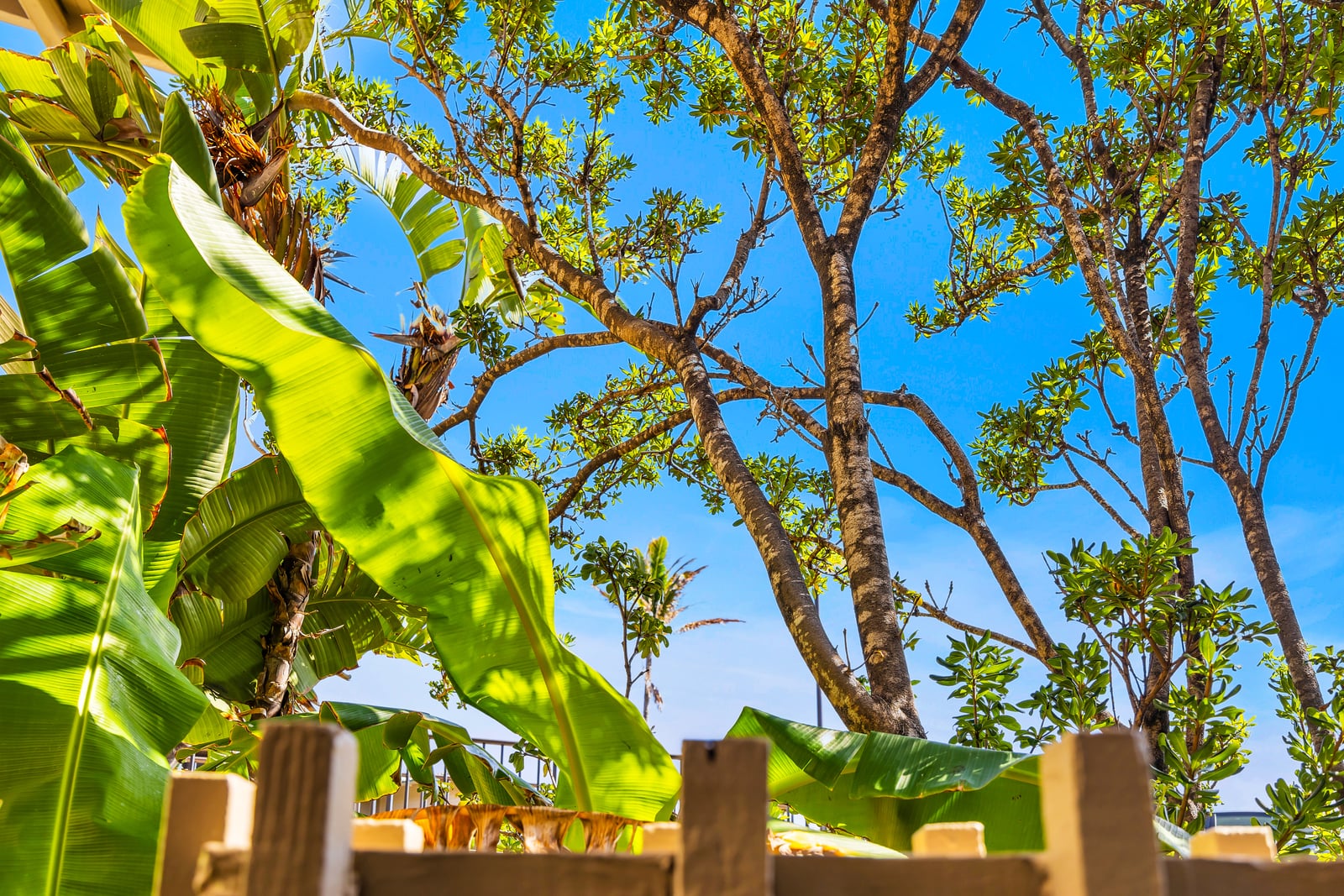 Wake to sun-dappled views of palm trees, just beyond your privacy wall.