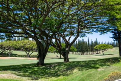 A place where stillness meets scenery—where wide-open fairways and lofty pines create a canvas of restful escape KGV-14P3
