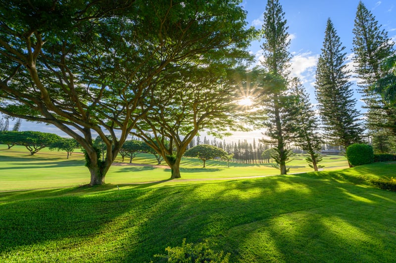 Where golden light filters through ancient trees and the greens stretch forever—Kapalua mornings are made to savor
