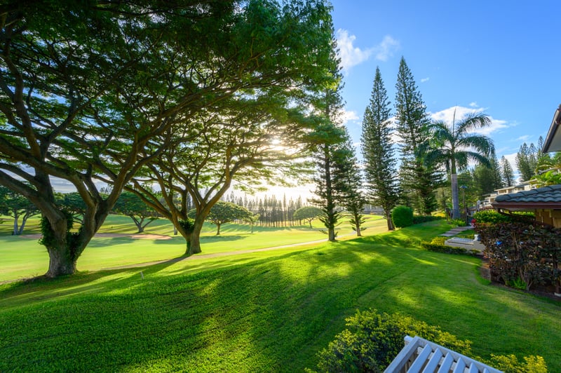 Kapalua mornings come with quiet fairways, stretching shadows, and that hush only a perfect morning can carry KGV-14P6