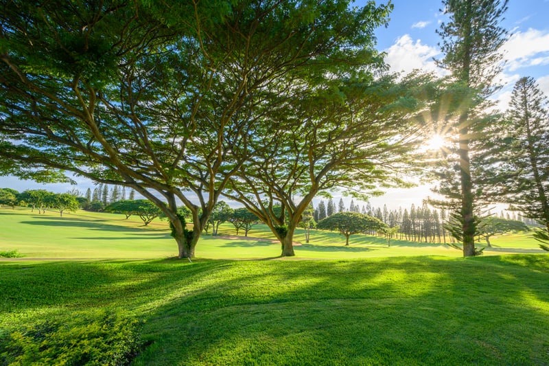Watch the sun dance through the trees and the fairways glow—this golf view is a peaceful masterpiece in motion KGV-14P6
