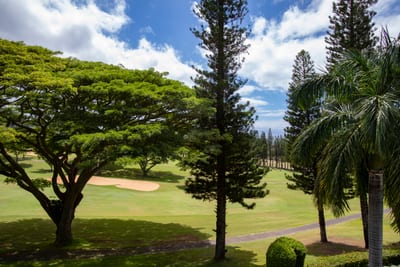 Let time pause beneath these grand trees, where dappled light and green stillness invite you to simply breathe KGV-14V3