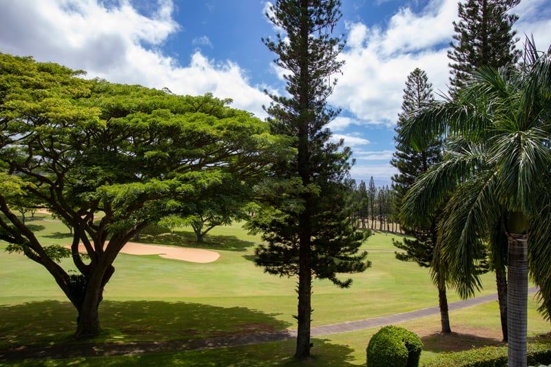 Let time pause beneath these grand trees, where dappled light and green stillness invite you to simply breathe KGV-14V3