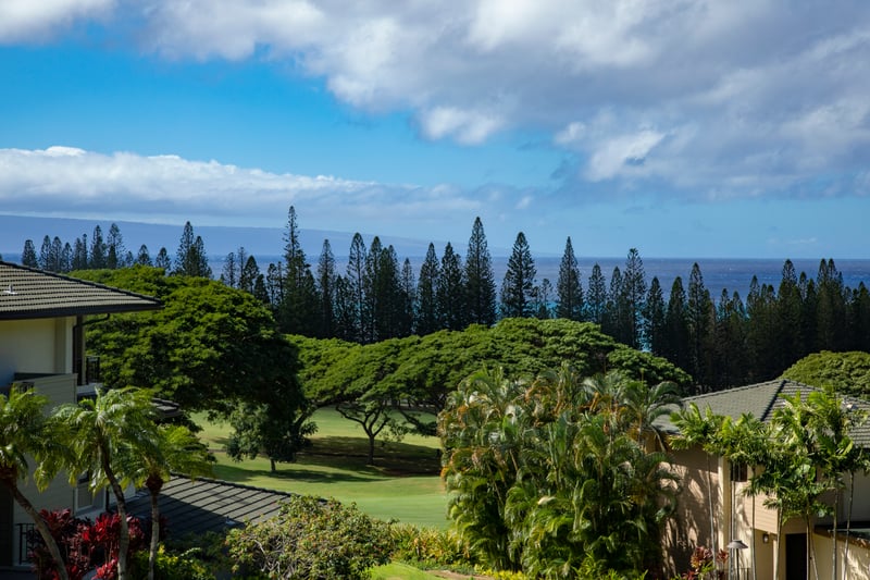 Woke up in a postcard again, trees swaying, ocean winking, and me deciding between a nap or a pina colada. KGV-20T2