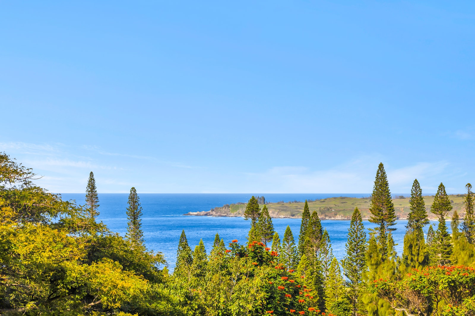 Enjoy views of the iconic Cook Pines framing the Pacific Ocean