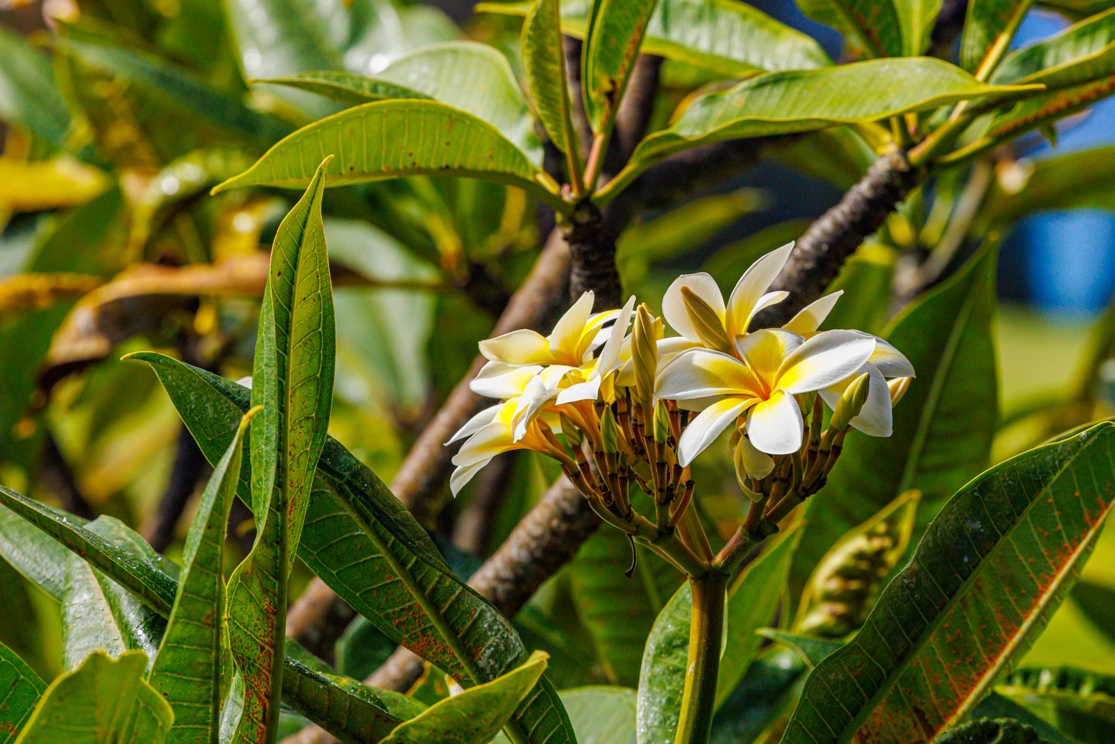 Tropical blooms and lush foliage surround the property, adding color and calm to your island stay. KRV-2121