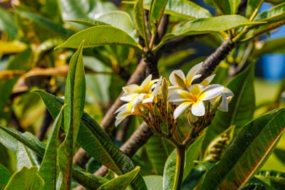 Tropical blooms and lush foliage surround the property, adding color and calm to your island stay.