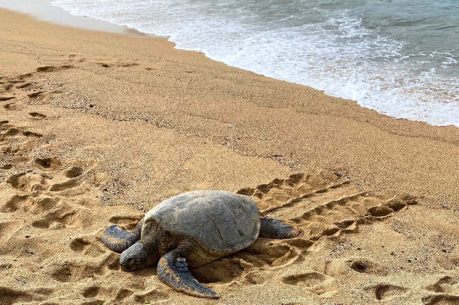 Sea turtles are a common sighting, right on the beach at your doorstep. MAH-109