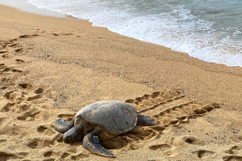Sea turtles are a common sighting, right on the beach at your doorstep.