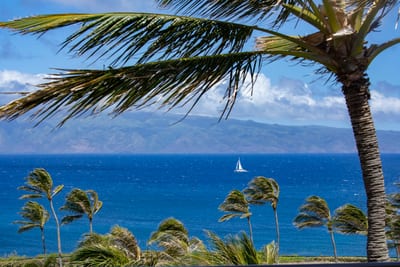 Watch sailboats drift by like daydreams, framed by palms that sway to the island’s soft, sunlit rhythm