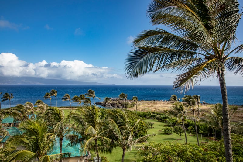 Let your gaze wander past the palms, across dancing waves, and toward the white sail that floats like a lullaby