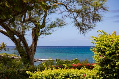 Nature’s masterpiece unfolds—where ancient trees frame turquoise waters and blossoms dance in the breeze NAP-A25