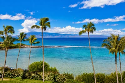 Watch waves roll in under vibrant blue skies framed by tropical foliage