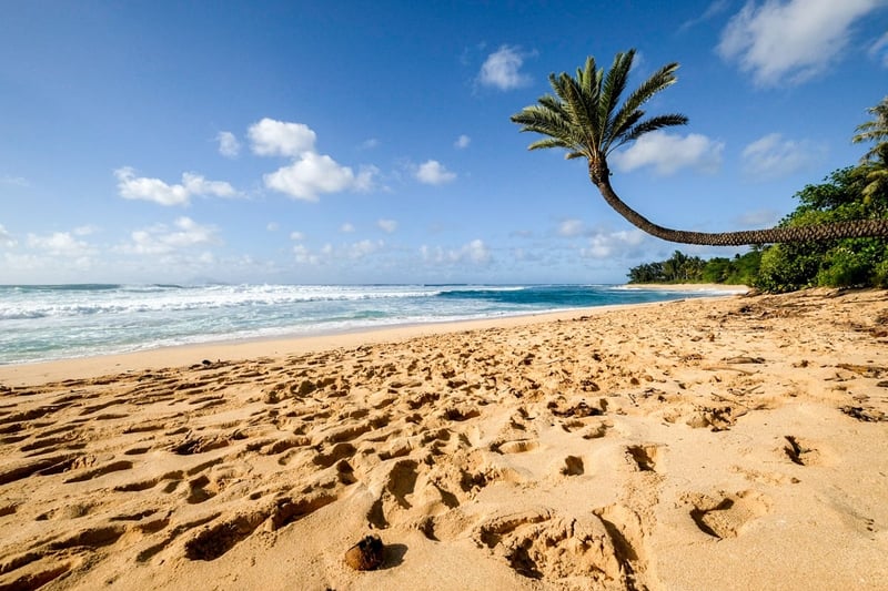 Let your footprints mingle with the breeze—this palm-framed shoreline is your personal chapter of island enchantment