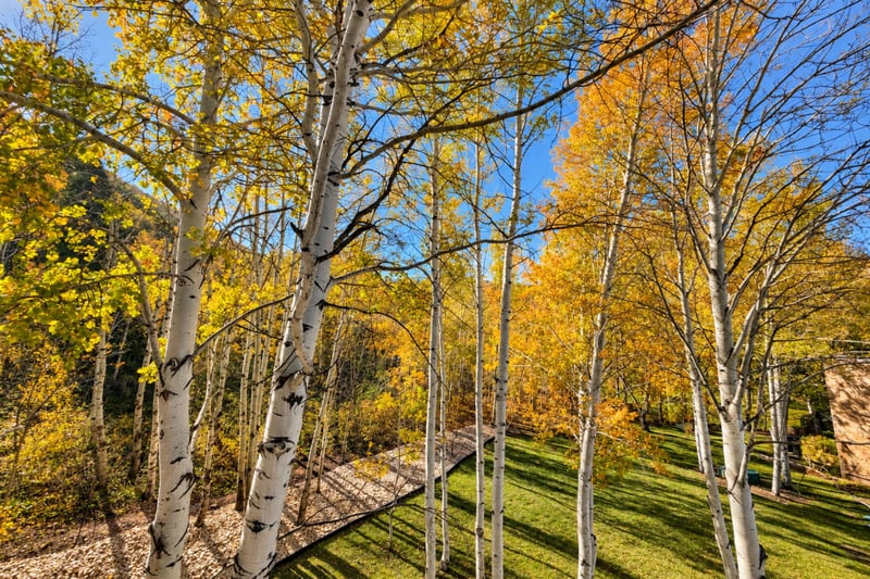 Step outside of your Queen Esther townhome and take in the beauty of the aspen trees. You may even find a few wildlife deer, moose, or wild turkeys!