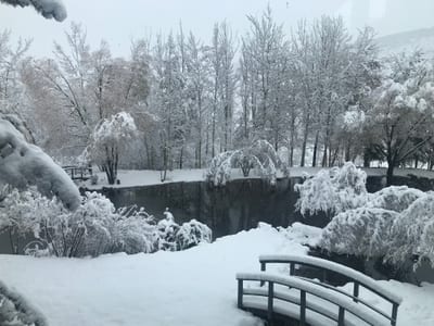 Snow-covered trees and a serene creek create peaceful winter views from the estate grounds.
