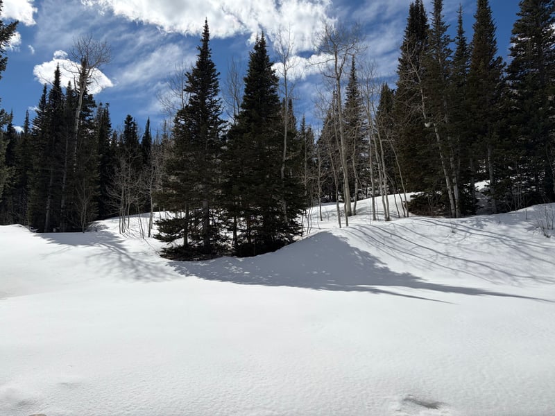 Wooded, snow-covered hillside just beyond the property at The Colony in Park City.